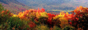 Autumn trees